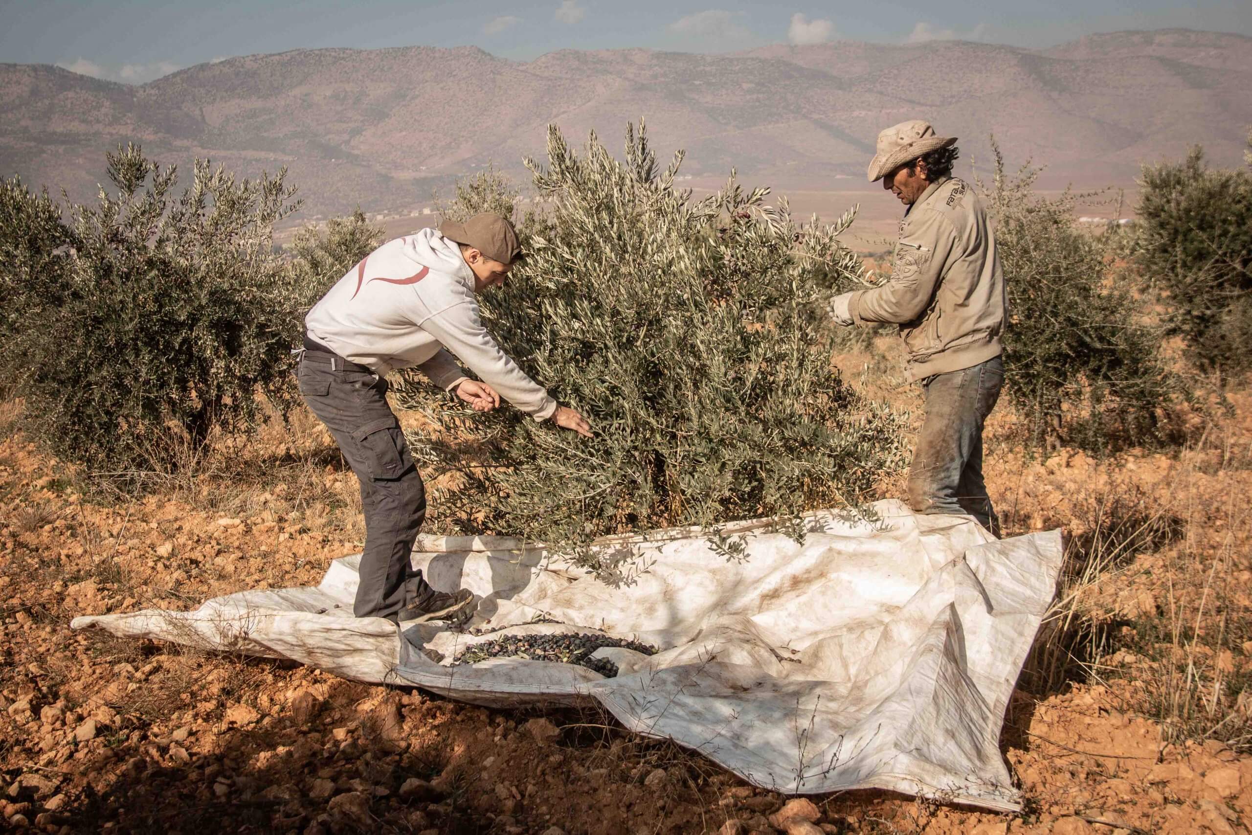 sos-chretiens-orient-liban-volontaires-recoltent-les-olives-dans-la-bekaa