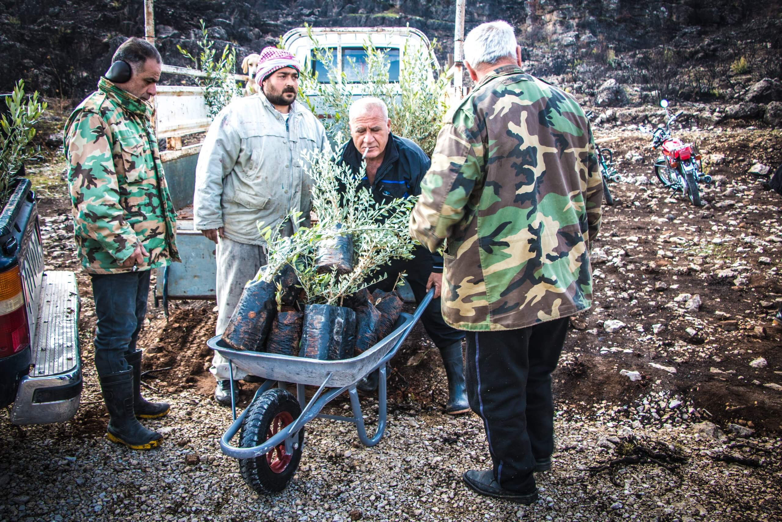Planting of 20,000 olive trees in the countryside of Ain Halakim