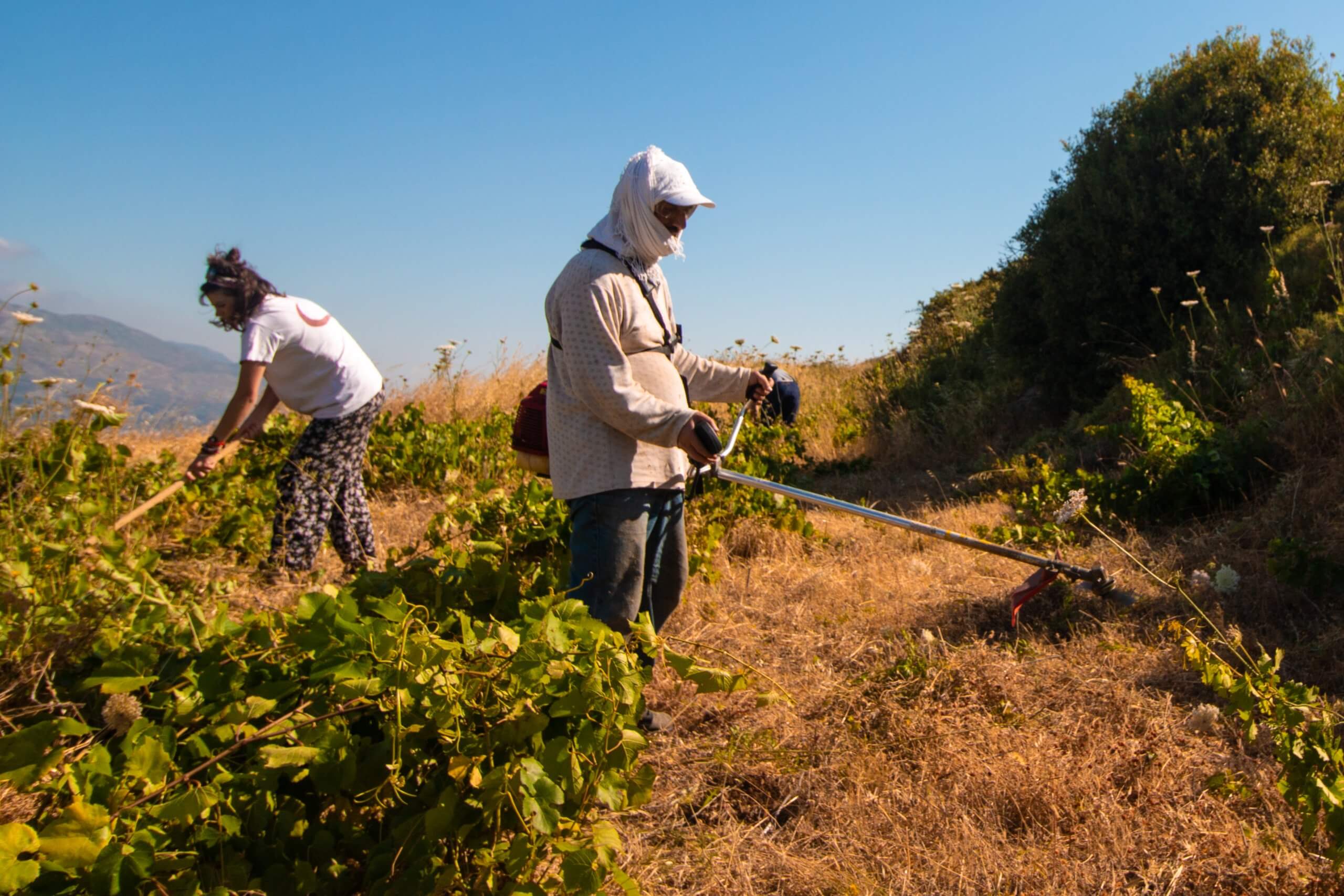 sos-chretiens-orient-syrie-ain-halakim-volontaires-desherbage-terres-agricoles